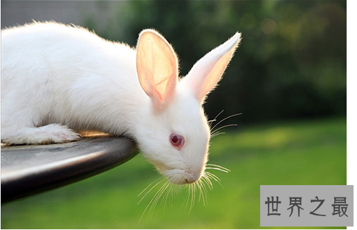 十大对人类友好的动物:跟人类最友好的动物