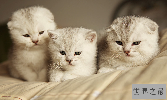 十大对人类友好的动物:跟人类最友好的动物