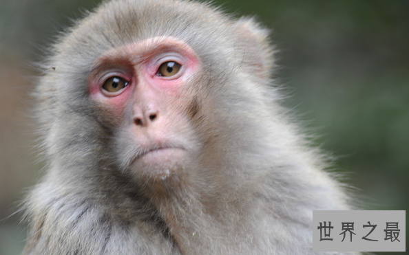 十大对人类友好的动物:跟人类最友好的动物