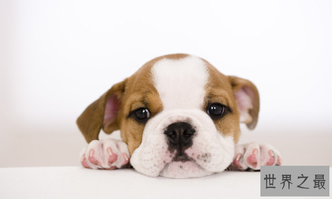 十大对人类友好的动物:跟人类最友好的动物