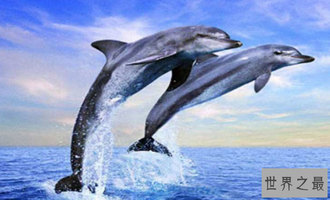 十大对人类友好的动物:跟人类最友好的动物