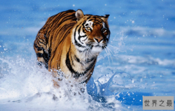 中国十大国宝动物，盘点我国最珍贵的濒危动物