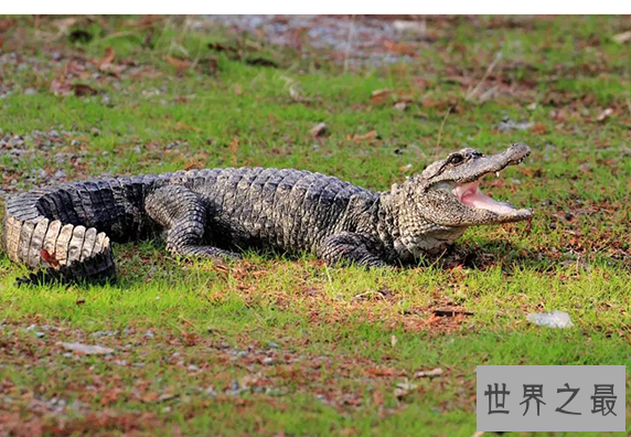 中国十大国宝动物,盘点我国最珍贵的濒危动物