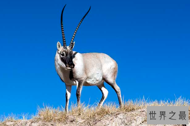 中国十大国宝动物,盘点我国最珍贵的濒危动物