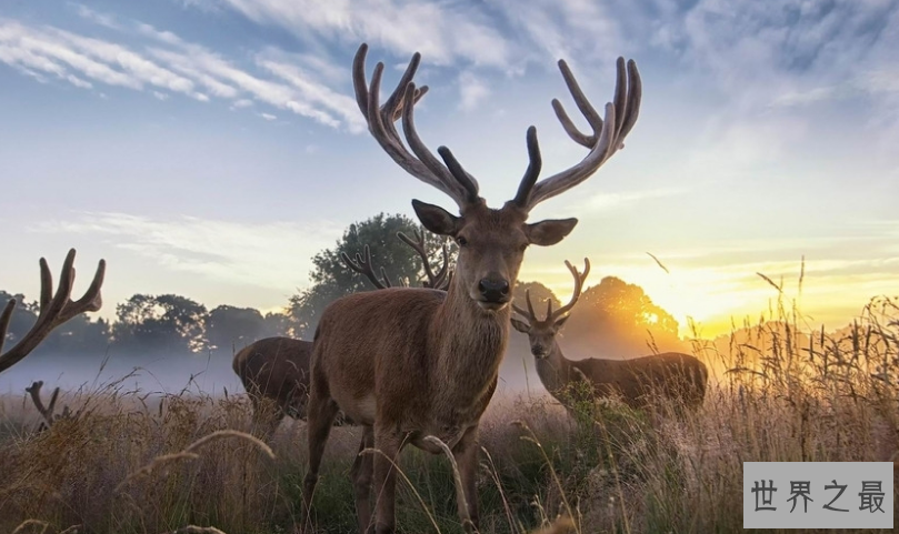 中国十大国宝动物,盘点我国最珍贵的濒危动物