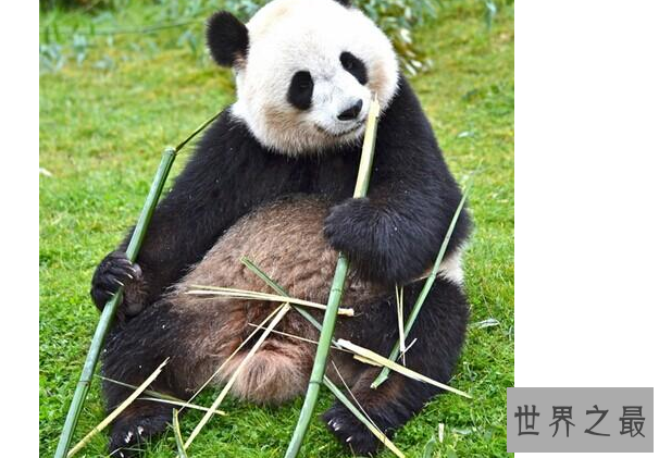 中国十大国宝动物,盘点我国最珍贵的濒危动物