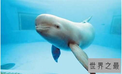 中国十大国宝动物,盘点我国最珍贵的濒危动物