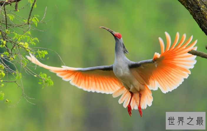 中国十大国宝动物,盘点我国最珍贵的濒危动物