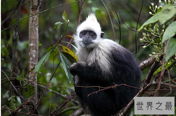 中国十大国宝动物,盘点我国最珍贵的濒危动物
