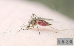 世界十大常见害虫，第1吸血第9到处都是