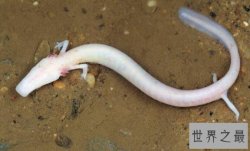 十大奇特无眼动物，洞螈/盲蛇你都见过吗？