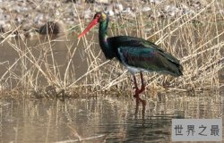 中国十大珍稀鸟类，第一体态优美仅存30只