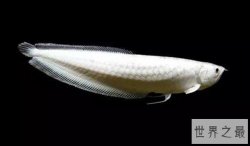 世界十大名贵观赏鱼，第1雪龙价值北京一套房