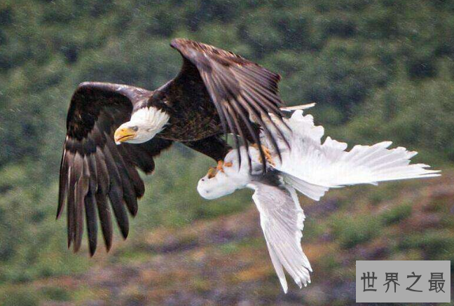 动物界力量前十名：第一名能够承载相比自身850倍的重量