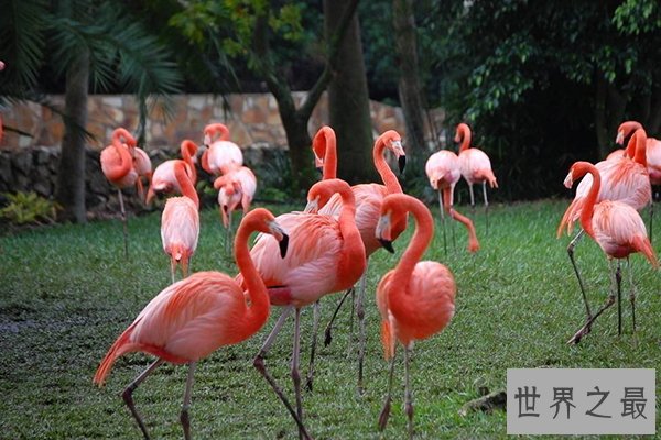 世界十大最美丽的鸟