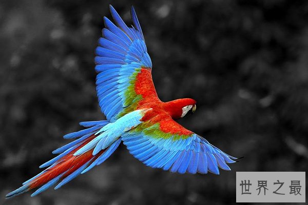 世界十大最美丽的鸟