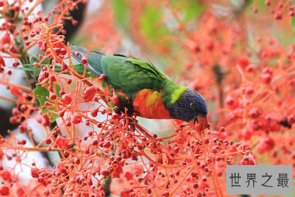 世界十大最美丽的鸟