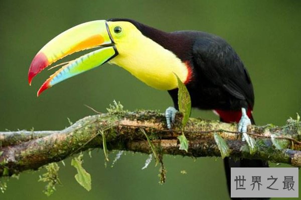 世界十大最美丽的鸟