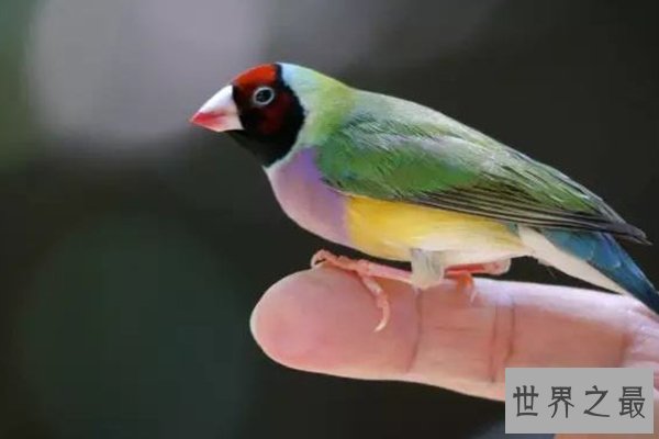 世界十大最美丽的鸟