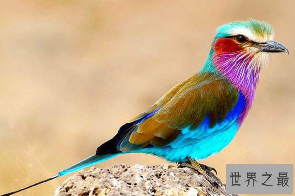 世界十大最美丽的鸟