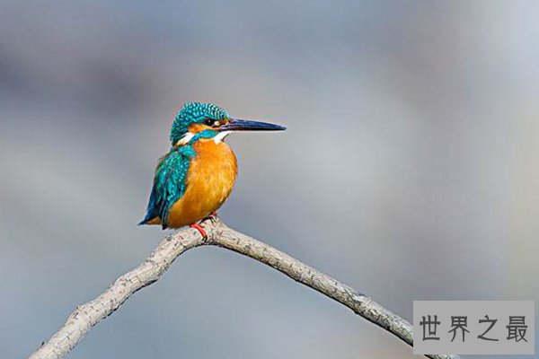 世界十大最美丽的鸟