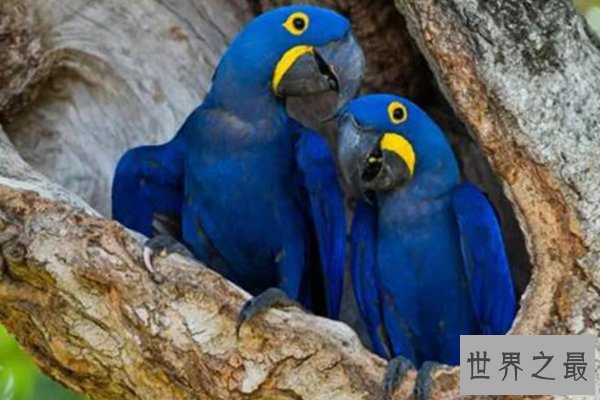 世界十大最美丽的鸟