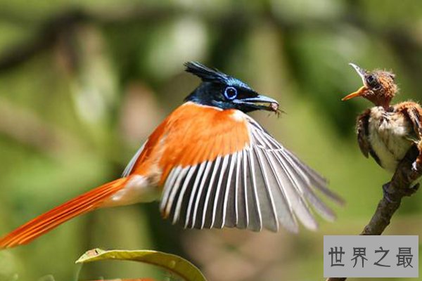 世界十大最美丽的鸟