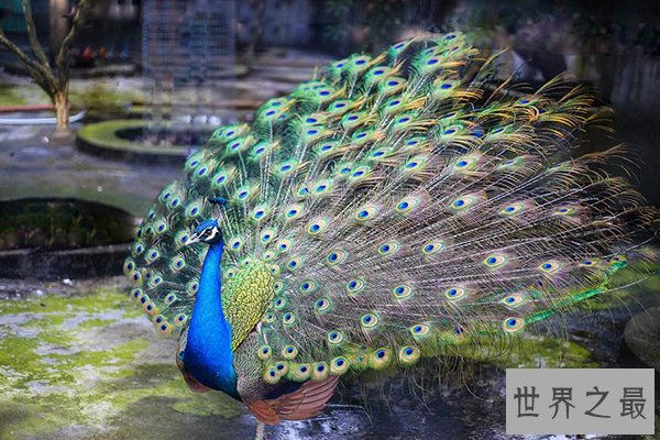世界十大最美丽的鸟
