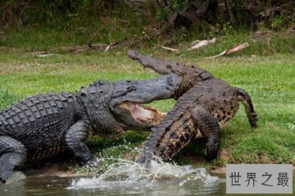 世界上十种最大鳄鱼