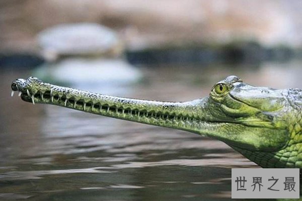 世界上十种最大鳄鱼
