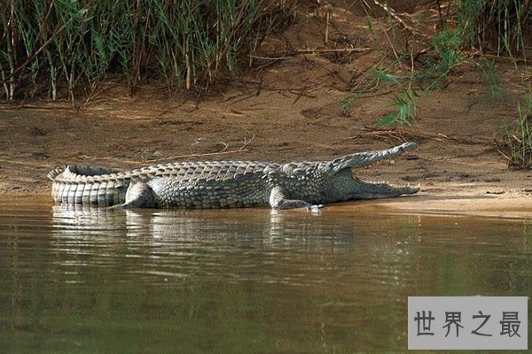 世界上十种最大鳄鱼