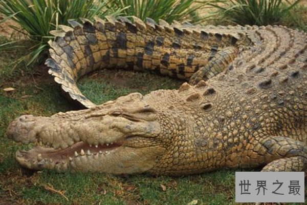 世界上十种最大鳄鱼