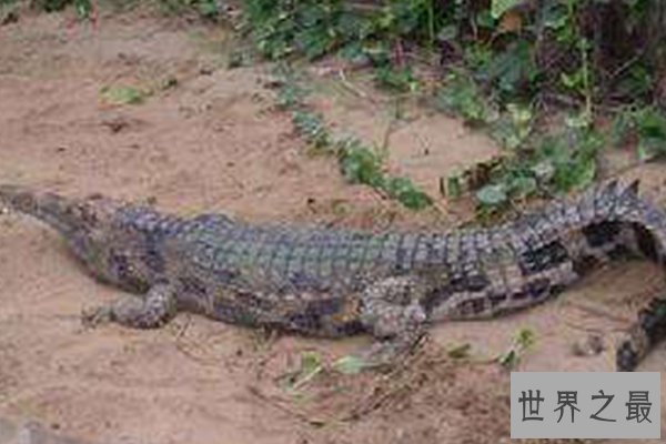 世界上十种最大鳄鱼