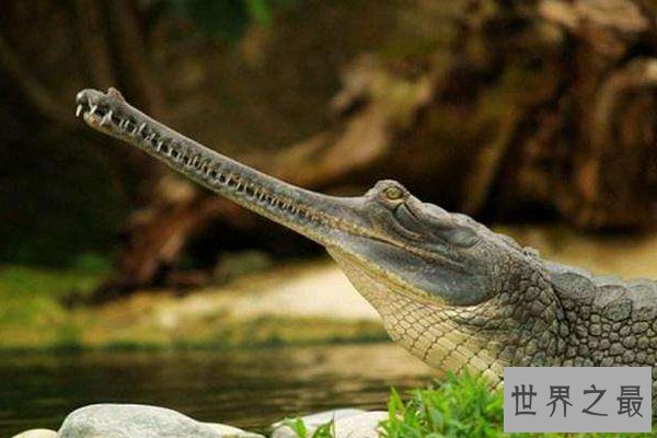 世界上十种最大鳄鱼