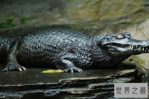 世界上十种最大鳄鱼
