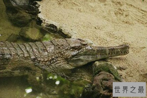 世界上十种最大鳄鱼