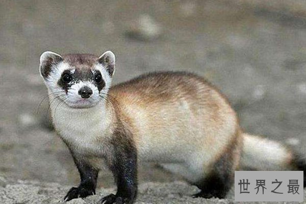 世界上十大珍稀动物