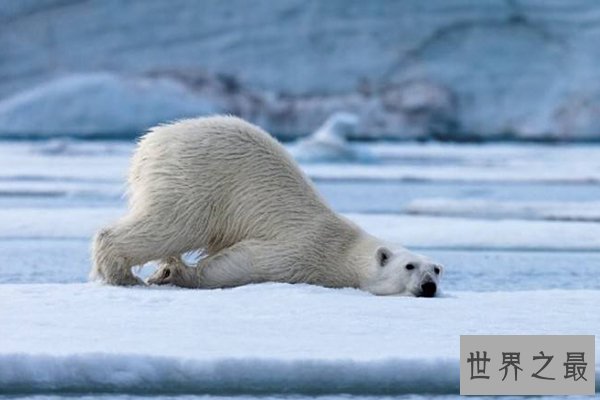 世界上十大珍稀动物