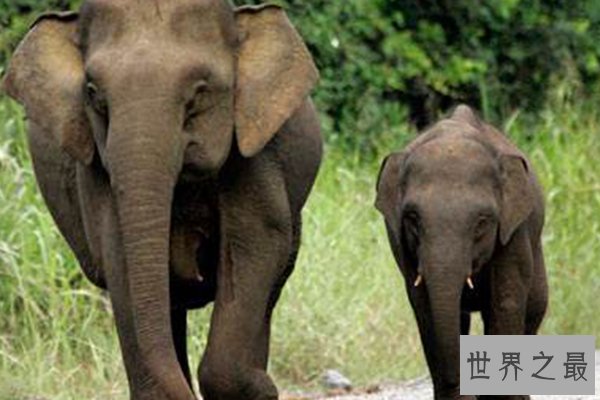 世界上十大珍稀动物