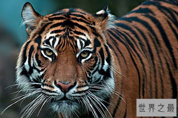 世界上十大珍稀动物