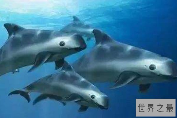 世界上十大珍稀动物