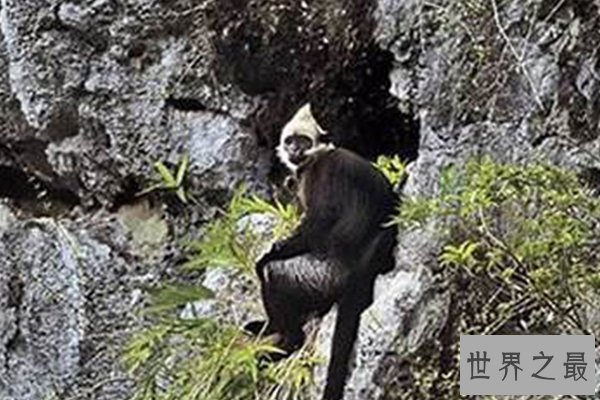 世界上十大珍稀动物