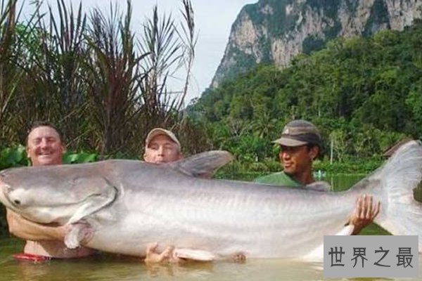 世界上十大珍稀动物