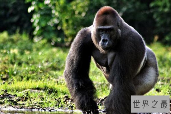 世界上十大珍稀动物