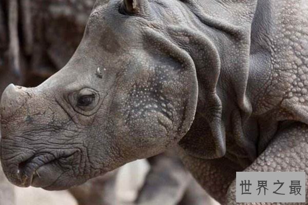 世界上十大珍稀动物