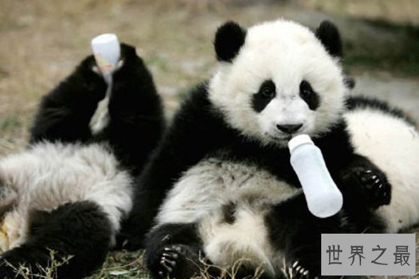 世界上十大珍稀动物