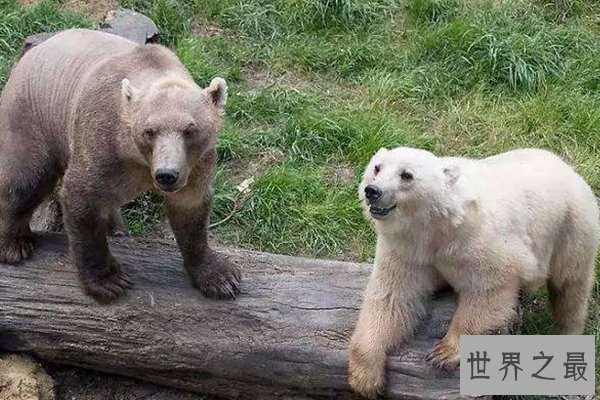 世界十大罕见杂交动物