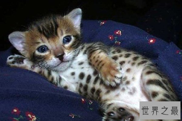 世界十大罕见杂交动物