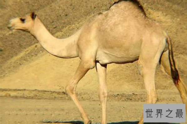 世界十大罕见杂交动物