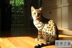 世界十大罕见杂交动物 狮虎兽上榜 原来北极熊并不全是白的